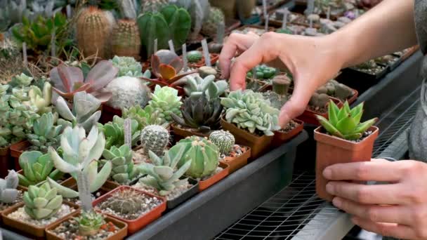 Sélectionnez Les Plantes Succulentes Dans Des Pots Dans Magasin Fleuriste — Video