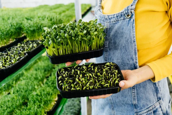 Woman Holding Box Microgreen Small Business Indoor Vertical Farm Close — Stock Photo, Image