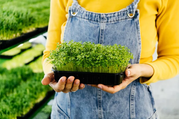 İçinde mikro yeşil, küçük işletme dikey çiftliği olan bir kutu tutan kadın. Sağlıklı vejetaryen vitaminli taze yiyeceğe yakın çekim. Kadın ellerinde çiğ lahanayla büyüyen mikroçimler.