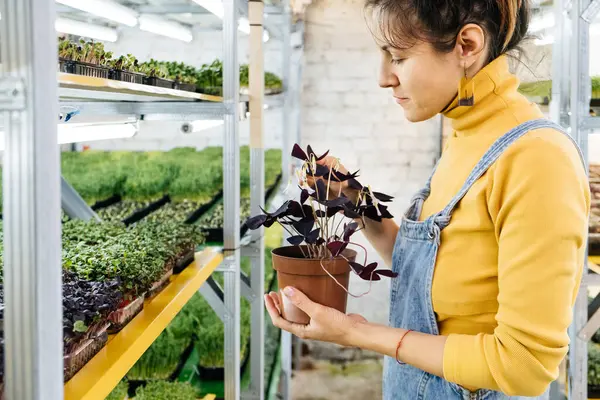 Молодая Женщина Фермер Выращивает Микрозелень Своем Внутреннем Вертикальном Саду Счастливая — стоковое фото