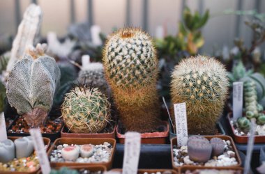 Satılık saksılarda yetişen sulu bitkiler. Çiçekçi küçük işletme, şehirde dikey bahçe. Dükkandaki raflardaki kaktüslerin seçimi.