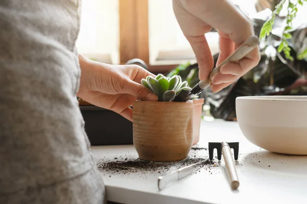 Woman Hands Planting Green Succulent Substrates White Pearlite Granules Home — Stock Photo, Image