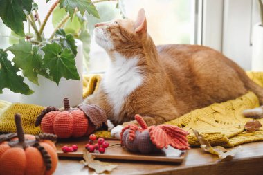 Kedi kışın pencere pervazında sıcak örülmüş süveterin üzerinde uyuyor. Dekoratif el yapımı balkabaklarıyla rahat bir ev ortamı. Boşluğu kopyala