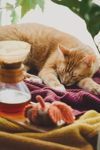 cat is sleeping on warm knitted sweater in winter on the windowsill, filter coffee. Cosy home atmosphere with decorative handmade pumpkins. Copy space