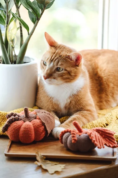 cat is sleeping on warm knitted sweater in winter on the windowsill. Cosy home atmosphere with decorative handmade knit pumpkins. Copy space
