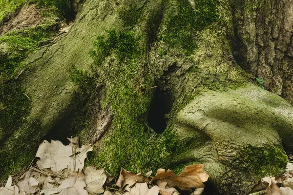 Tree trunk covered with Moss Beautiful green moss background in the forest. texture, copy space. Fairytale style, with hole in wood. Old oak tree