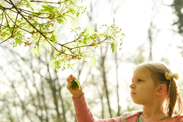 Child Picking Leaf Tree Spring Forest Girl Walking Park — Stock Photo, Image