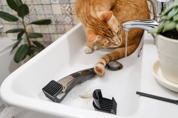 Cat Drinking Water Sink Faucet Thirsty Ginger Cat Home Bathroom — Stock Photo, Image