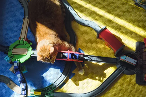 Funny cat laying on the toy railway road. Lazy ginger cat sitting on kids toys. Pats and children at home. Travel time dream