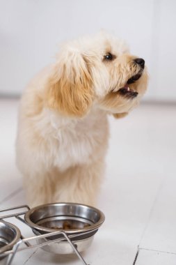 Yemeye hazır bir kase yemeğin yanında duran küçük aç köpek. Uluyacak ve yiyecek isteyecek.