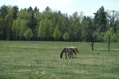 Atlar, berrak bir gökyüzünün altında sık bir ormanın arka planıyla yemyeşil bir çayırda huzur içinde otlarlar. Huzur ve doğa ile uyum, vahşi yaşam, doğa ve çevresel koruma.