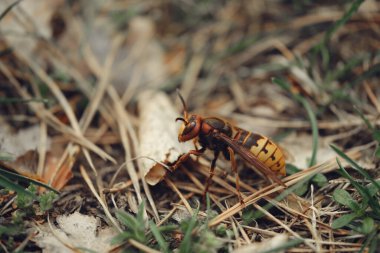 Büyük bir Asya eşekarısının yerde saman ve otla çekilmiş makro görüntüsü. Detaylı yakın çekim eşekarısının kendine özgü rengini ve keskin özelliklerini gösteriyor. Vahşi yaşamı koruma kaynakları.