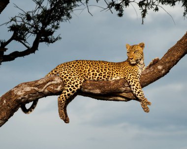 Dişi bir leopar, sabah ışıkları rengarenk paltosunu yıkarken yerin çok üstündeki bir ağaçta dinleniyor.