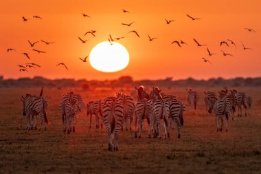 Zebralar Nxai Pan Ulusal Parkı, Botswana 'da su bulmak için güneşin doğusuna doğru gidiyorlar.