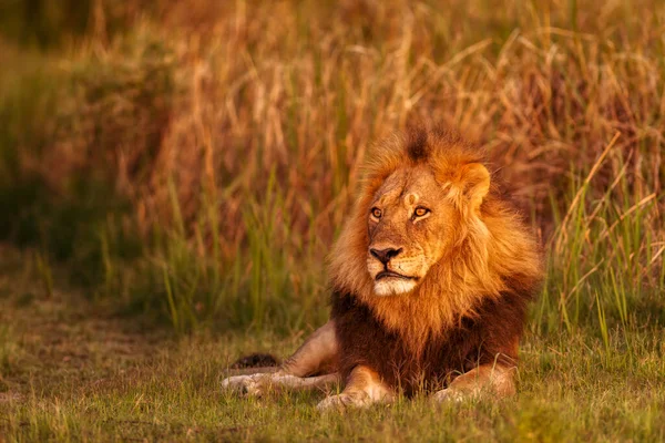 Adult Male Lion Basking Glow Golden Hour — Stock Photo, Image