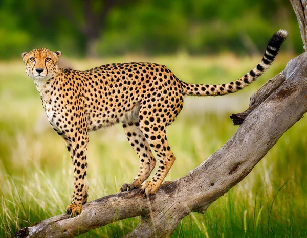 Een Cheeta Poseert Bovenop Een Gevallen Ledemaat — Stockfoto