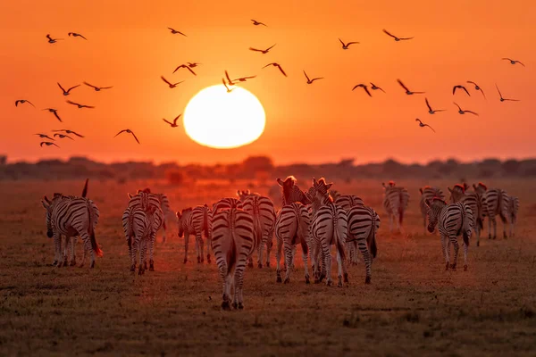 Зебры Направляются Восток Сторону Восхода Солнца Найти Воду Национальном Парке — стоковое фото