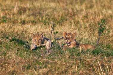 İki genç yavru sabah eğlencesine çıkıyor..