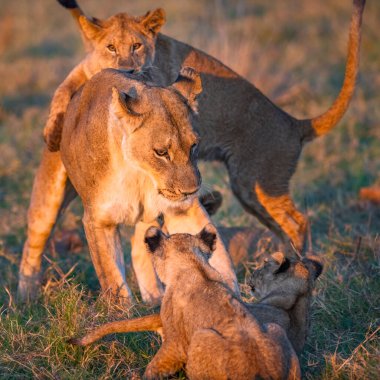 Sabah bir dişi aslan ve yavruları Moremi oyun parkında oyun zamanı, Botswana