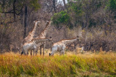 Bir zürafa kulesi Moremi oyun parkının çayırlarında ilerliyor, Botswana.