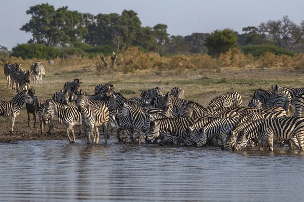 Zebras Caminhando Rio Etosha Namíbia — Fotografia de Stock