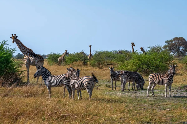 Zebra Zsiráf Osztoznak Egymáson — Stock Fotó