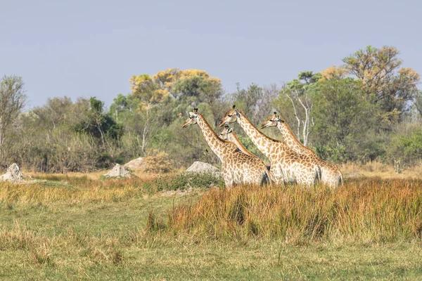 Ein Turm Voller Giraffen Alarmbereitschaft — Stockfoto