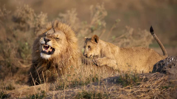 大人の雄ライオンと遊ぶ時間を持とうとする若い子 — ストック写真