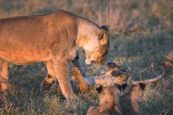 Eine Löwin Und Ihre Jungen Genießen Etwas Morgenspielzeit — Stockfoto