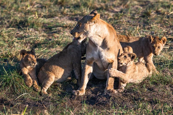 Eine Löwin Und Ihre Vier Bedürftigen Jungen — Stockfoto