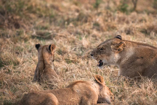 Eine Löwin Drückt Ihrem Jungtier Ihren Unmut Aus — Stockfoto