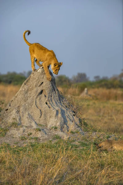 stock image A young lion cub descending from his perch on a termite mound.