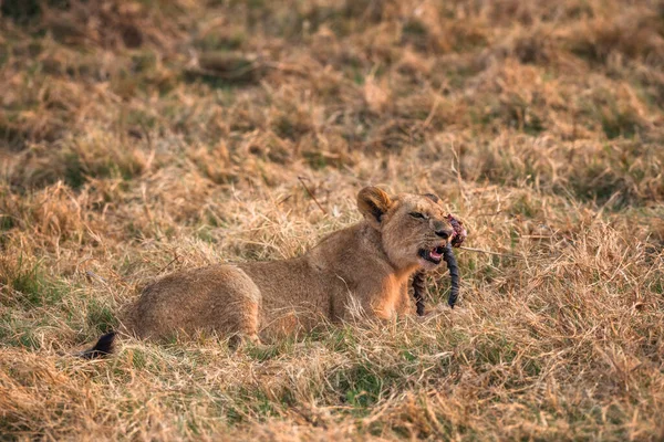 Young Cub Gnawing Horns Overnight Kill — Stock Photo, Image