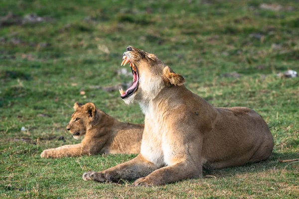 Eine Löwin Und Ein Junges Genießen Eine Siesta Nachmittag Grasland — Stockfoto