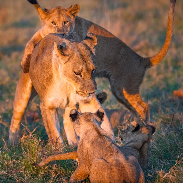 Una Leonessa Dei Cuccioli Mattino Giocano Moremi Game Reserve Botswana — Foto Stock