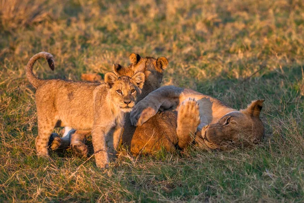 Eine Löwin Und Jungtiere Zur Morgendlichen Spielzeit — Stockfoto