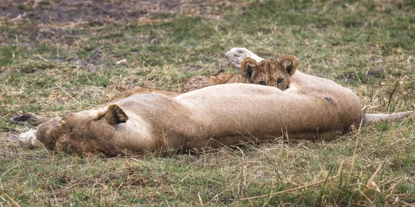 Ein Junges Junges Säugt Eine Schlafende Löwin — Stockfoto