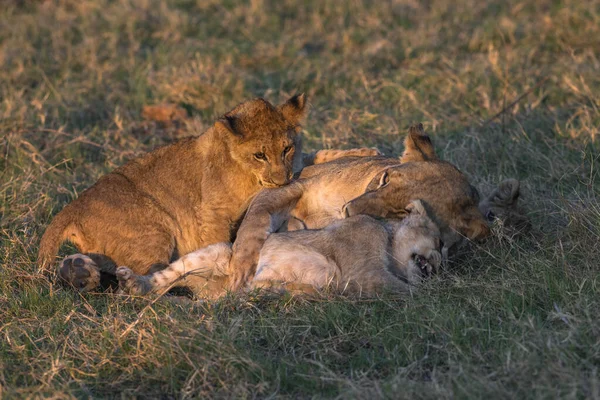 夜明けの黄金の光の中でかなり抱きしめを楽しんでプライドの雌ライオン — ストック写真