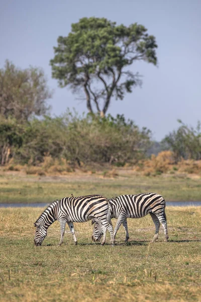 Egy Pár Zebra Legelő Botswanai Moremi Game Reserve Bőséges Gyepén — Stock Fotó