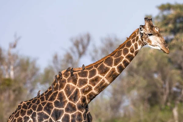 Die Beziehung Zwischen Giraffen Und Einsetzenden Vögeln Wird Gezeigt — Stockfoto