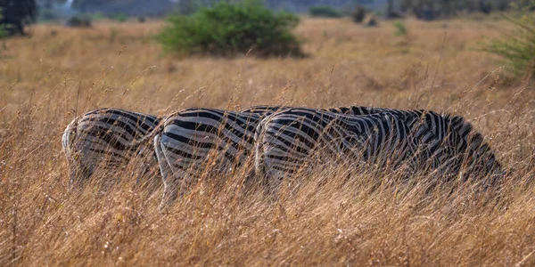 Egy Sor Zebra Legeltetés Botswanai Moremi Game Reserve Bőséges Füveiben — Stock Fotó