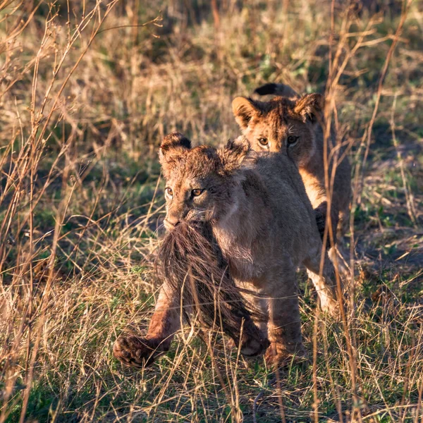 Zwei Junge Löwenjungen Streiten Einen Zebraschwanz — Stockfoto