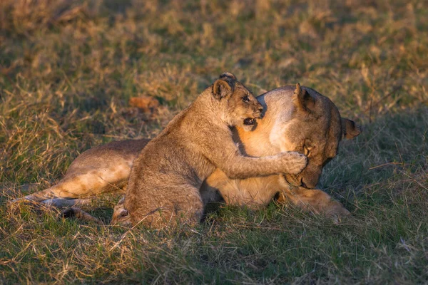 Eine Löwin Und Ihr Junges Genießen Etwas Spielzeit Der Goldenen — Stockfoto