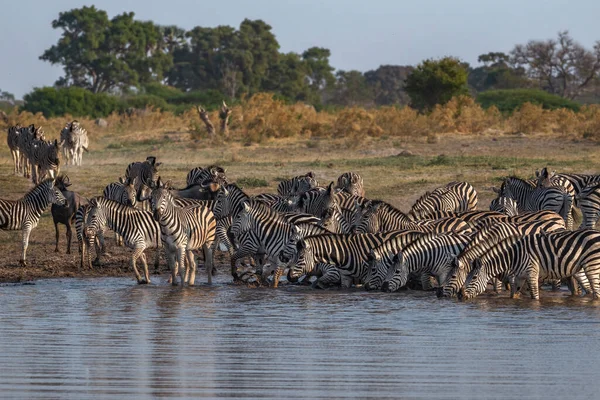 Deslumbramento Zebra Desfrutando Uma Bebida Moremi Game Reserve Botswana — Fotografia de Stock