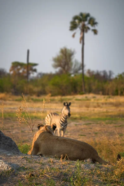 Egy Magányos Zebra Óvatos Szemmel Figyeli Nyugvó Oroszlánt — Stock Fotó