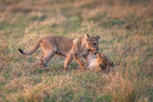 Lion Oursons Ludique Rouler Dans Herbe — Photo