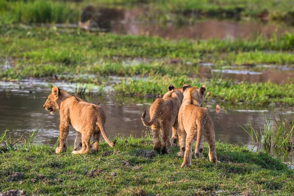 Los Cachorros Leones Escanean Agua Busca Signos Cocodrilos — Foto de Stock