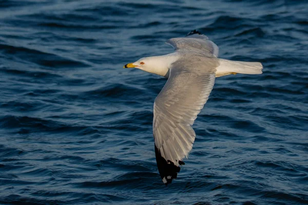 Ringed Bill Seagull Larus Delawarensis Wings Spread Wide Skims Surface — Stock Photo, Image