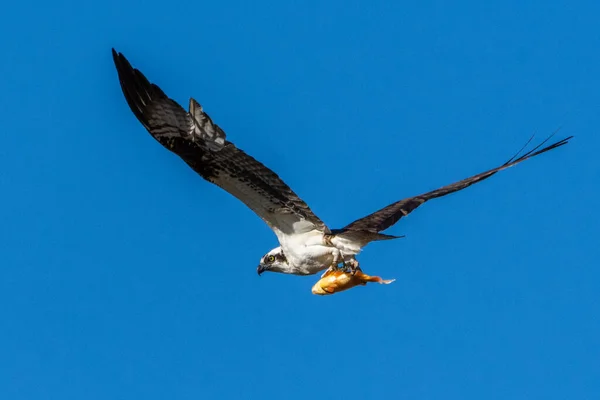 Águila Pescadora Pandion Haliaetus Lleva Pez Sus Garras Mientras Vuela — Foto de Stock