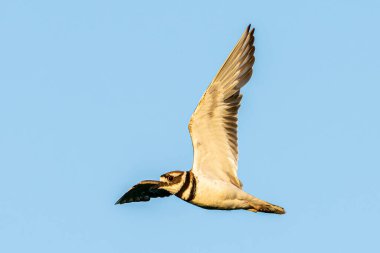 Bir ölüm geyiği, Charadrius Vociferus, Culver, Indiana 'da batan bir arazinin üzerinde uçarken batan güneş tarafından aydınlatılır. Yüksek kalite fotoğraf